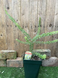 acacia_wwattle.jpg