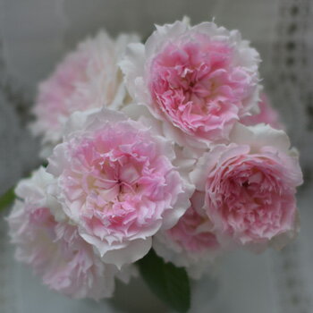 アジュール（大苗予約）7号鉢植え 河本バラ園 四季咲き バラ苗 《農林水産省 登録品種》