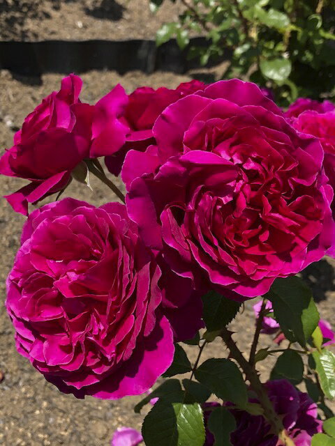 彩（あや）（大苗予約）7号鉢植え 四季咲き中輪房咲き系（フロリバンダローズ）スプレー咲き 河本バラ園 Kawamoto Brand Roses バラ苗 《種苗登録出願中》