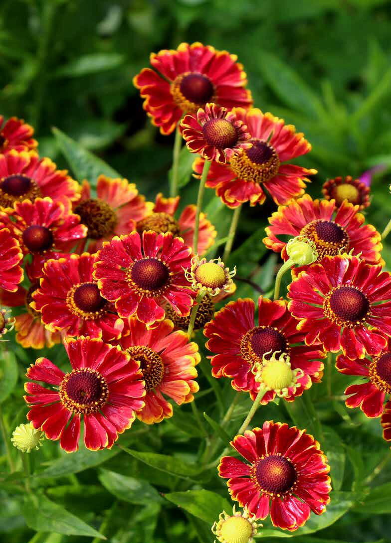 Helenium 'Bandera' 日向を好む宿根草 別名：ダンゴギク 花期：7月〜9月 草丈：40〜60cm 株張：30〜40cm 耐寒性：強い 耐暑性：強い 用途：コンテナ / 花壇 / 切り花 ＜商品について＞ 初夏から秋を彩り、病虫害が少なく丈夫です。 倒伏しない矮性種で、良く分枝する中生種。 朱赤に細め覆輪の花は落ち着きある色目です。 ＜育て方について＞ 排水性の良い土壌を好みます。 宿根草は多肥を嫌うものが多いですが、植え付け時やお花が終わった後に肥料を適量施すと効果的です。 宿根草の肥料としては”バイオゴールドオリジナル（天然有機肥料）900g ”が使いやすく、おすすめです。苗と同梱できます。※画像は苗のイメージです。お届けする商品ではありません。 お届けします苗は販売用のポットに入れていますので、できるだけ早めにお手持ちの植木鉢かお庭に植えつけることをお勧め致します。植え付ける際は根を痛めないようにお気をつけ下さい。鉢植えの場合の植え付け後の管理の仕方をご紹介いたしますので、参考にしてみてください。植付けの仕方や育て方、利用法などご不明な点がございましたら、お気軽にお問い合わせ下さい。 鉢植えの管理について 植え付けしたあと4〜5日は直射日光のあたらない涼しいところに置いて、毎朝水やりをしてください。その後は、日当たりのよいところに置いて、土が乾いて、葉が萎えてきたら、鉢の底から流れ出るくらい水をたっぷりあげてください。 葉の色が薄くなってきたら肥料分が少なくなってきているサインですので、肥料をあげてください。 ハーブは比較的、乾燥気味を好みますので、水のやりすぎに注意してください。 花が開いているときは、花にかからないよう根元に 花に水がかかってしまうと、花の寿命が短くなります。つぼみのまま腐ったり、灰色カビ病の原因になることもありますから。なんとなく見覚えのあるという人もいるのではないでしょうか？ 大きな葉ものは、水が根元まで届いているかな？ 葉の大きいものやよく茂っているときは、葉を伝って水が外に流れるので、株の上からかけないで、ジョウロの口をはずして根元にあげてください。 受け皿にたまった水は根腐れの原因！ 受け皿に水がたまっていると、毛細管現象で水が鉢の中にあがってきます。長時間土が湿っていると、根腐れを起こす原因になります。受け皿の水は捨ててください。 葉水は霧吹きで 乾燥を嫌う植物には、霧吹きで葉水を与えます。そうでないものでも、暖房などで部屋が乾燥していたら、霧水をしてあげて空中湿度を高めます。