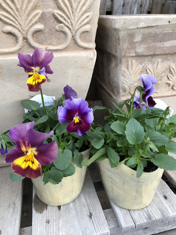 楽天市場】すみれ図鑑 ビオラ 苗の通販