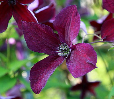 壺形クレマチス　テキセンスワイン❤️希少✨️　竹行灯仕立て　送料無料 楽天市場】クレマチス 鉢植え（カラーワインレッド）の通販