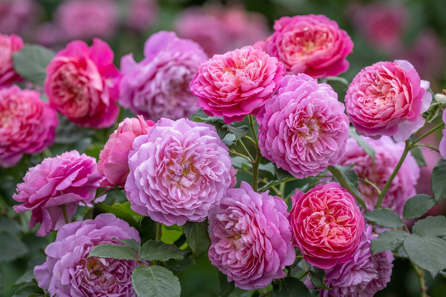 楽天市場】アンブリッジローズの通販