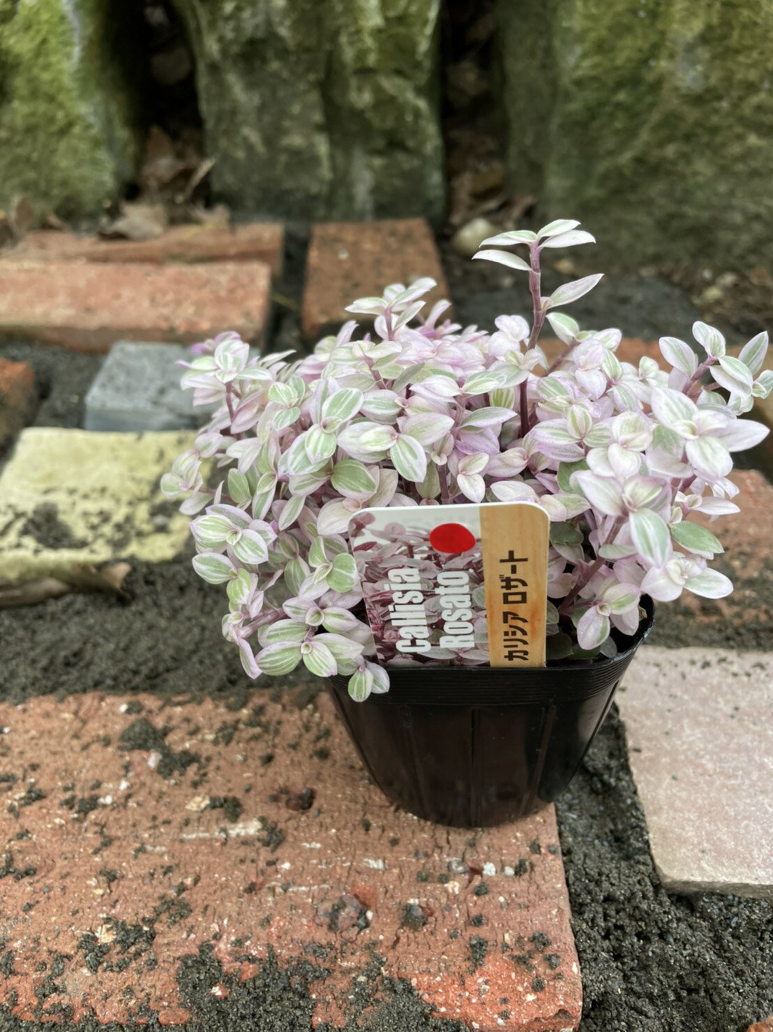 カリシア・ロザート　観葉植物のサムネイル