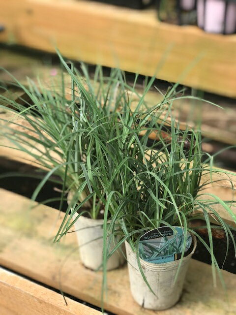 Carex flacca(=C.glauca) 'Selection GS6' 科名：カヤツリグサ科 / スゲ属 性状：耐寒性半常緑多年草 草丈：15〜30cm程度 用途：寄せ植え、単鉢・日向の庭植え 環境：特に環境は選ばず、適応幅が広い ＜商品について＞ 秋の園芸に欠かせないグラス！ 細葉のカレックスの中では、最も青みが強い、ブルーグラスです。 冬の寄せ植えにオススメのカラーです。 園芸的にはカレックス・グラウカと呼ばれる事が多い。 地下の脇芽でゆっくり増え広がります。 ＜育て方について＞ 暑さや寒さに強く、とても丈夫で育てやすいです。 宿根草は多肥を嫌うものが多いですが、植え付け時やお花が終わった後に肥料を適量施すと効果的です。 宿根草の肥料としては”バイオゴールドオリジナル（天然有機肥料）900g ”が使いやすく、おすすめです。苗と同梱できます。※画像は苗のイメージです。お届けする商品ではありません。 お届けします苗は販売用のポットに入れていますので、できるだけ早めにお手持ちの植木鉢かお庭に植えつけることをお勧め致します。植え付ける際は根を痛めないようにお気をつけ下さい。鉢植えの場合の植え付け後の管理の仕方をご紹介いたしますので、参考にしてみてください。植付けの仕方や育て方、利用法などご不明な点がございましたら、お気軽にお問い合わせ下さい。 鉢植えの管理について 植え付けしたあと4〜5日は直射日光のあたらない涼しいところに置いて、毎朝水やりをしてください。その後は、日当たりのよいところに置いて、土が乾いて、葉が萎えてきたら、鉢の底から流れ出るくらい水をたっぷりあげてください。 葉の色が薄くなってきたら肥料分が少なくなってきているサインですので、肥料をあげてください。 ハーブは比較的、乾燥気味を好みますので、水のやりすぎに注意してください。 花が開いているときは、花にかからないよう根元に 花に水がかかってしまうと、花の寿命が短くなります。つぼみのまま腐ったり、灰色カビ病の原因になることもありますから。なんとなく見覚えのあるという人もいるのではないでしょうか？ 大きな葉ものは、水が根元まで届いているかな？ 葉の大きいものやよく茂っているときは、葉を伝って水が外に流れるので、株の上からかけないで、ジョウロの口をはずして根元にあげてください。 受け皿にたまった水は根腐れの原因！ 受け皿に水がたまっていると、毛細管現象で水が鉢の中にあがってきます。長時間土が湿っていると、根腐れを起こす原因になります。受け皿の水は捨ててください。 葉水は霧吹きで 乾燥を嫌う植物には、霧吹きで葉水を与えます。そうでないものでも、暖房などで部屋が乾燥していたら、霧水をしてあげて空中湿度を高めます。