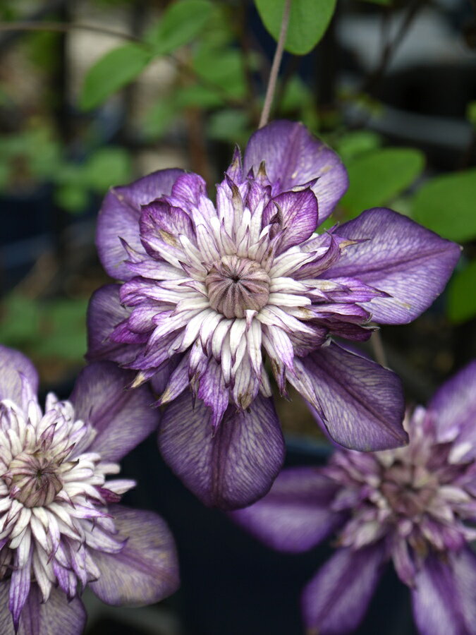 クレマチス　’カシス’　レイモンドエビソンコレクション　系統：フロリダ系　12cmポット