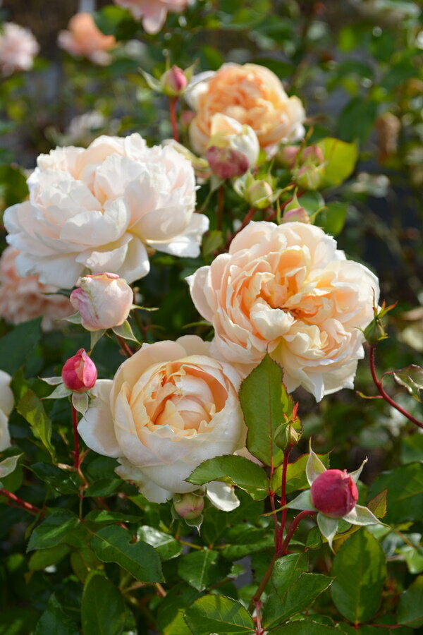 シャンパーニュ（大苗予約）7号鉢植え バラ苗 《農林水産省 品種登録出願中》 四季咲き ロサ・オリエン..