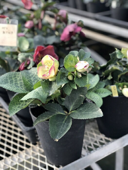 クリスマスローズ　'グレンダグロス'　開花株　5号鉢のサムネイル