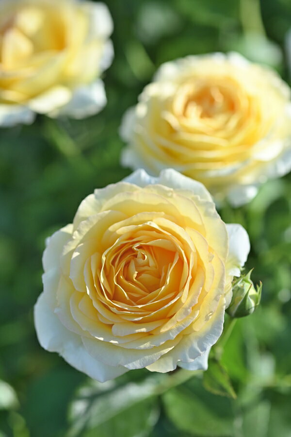 ȡɡͽ7ȭ ǥСDelbard ե ͵餭 Х ԼϿд