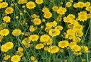 ダイヤーズカモミール ハーブ苗