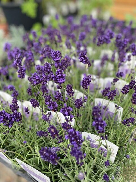 イングリッシュラベンダー ”バレンス・ダークバイオレット” ハーブ苗 二季咲き 北海道ラベンダー 耐寒性宿根草 9cmロングポットのサムネイル
