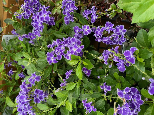 デュランタ・宝塚 宿根草 10.5cmのサムネイル