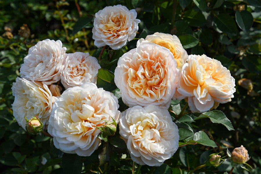 エクリュ（大苗予約）7号鉢植え バラ苗 《農林水産省 品種登録出願中》 四季咲き ロサ・オリエンティス プログレッシオシリーズ