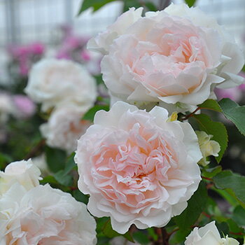 フランシス・バーネット（大苗予約）7号鉢植え バラ苗 《農林水産省 登録品種》 四季咲き ロサ・オリエンティス プログレッシオシリーズ