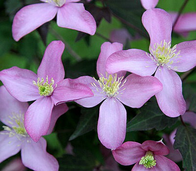 クレマチス ’モンタナ フレッダ（モンタナ フレーダ）’ 系統：モンタナ系 12cmポット