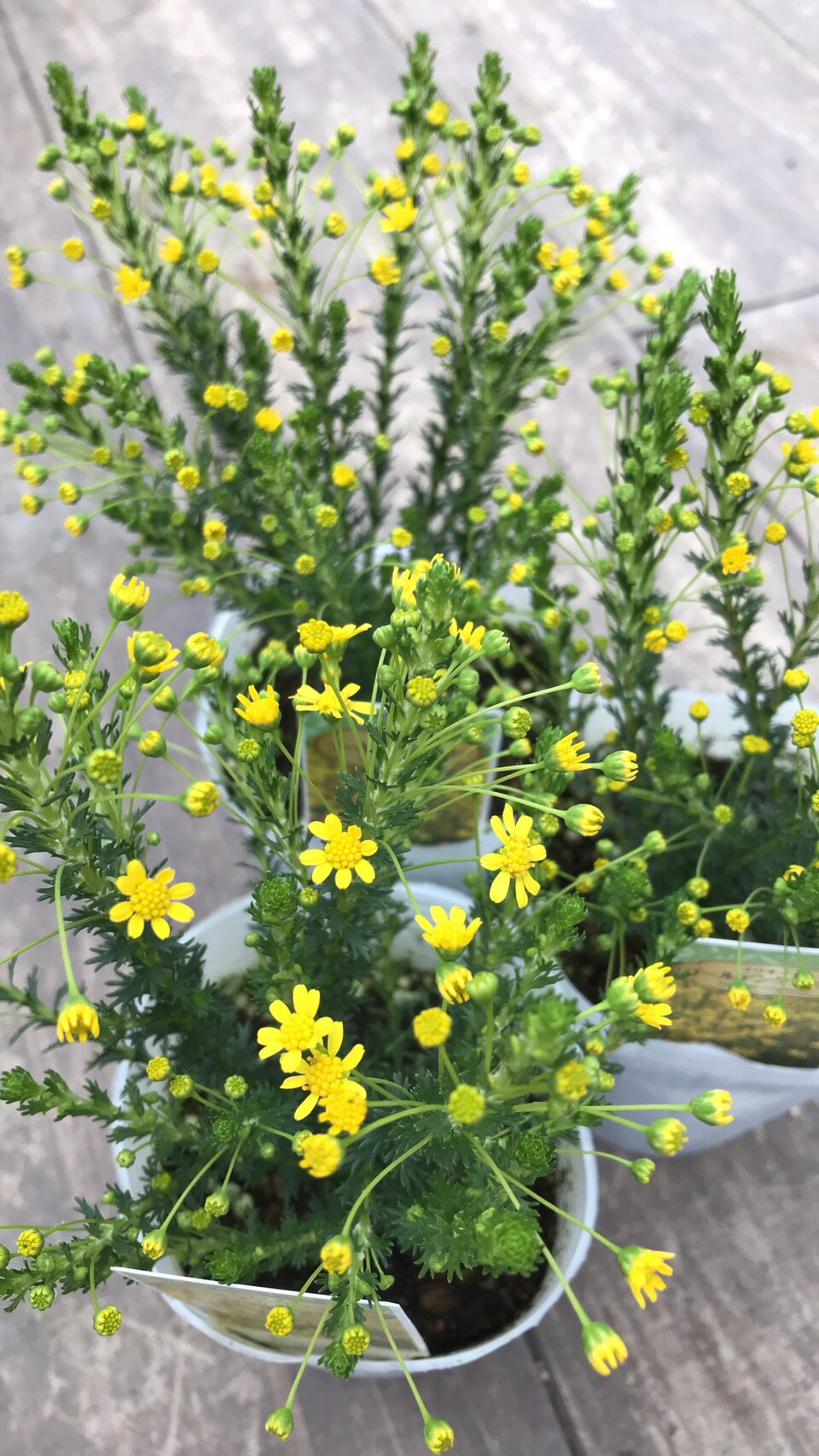 ゴールデンクラッカー 宿根草 9cmロングポット