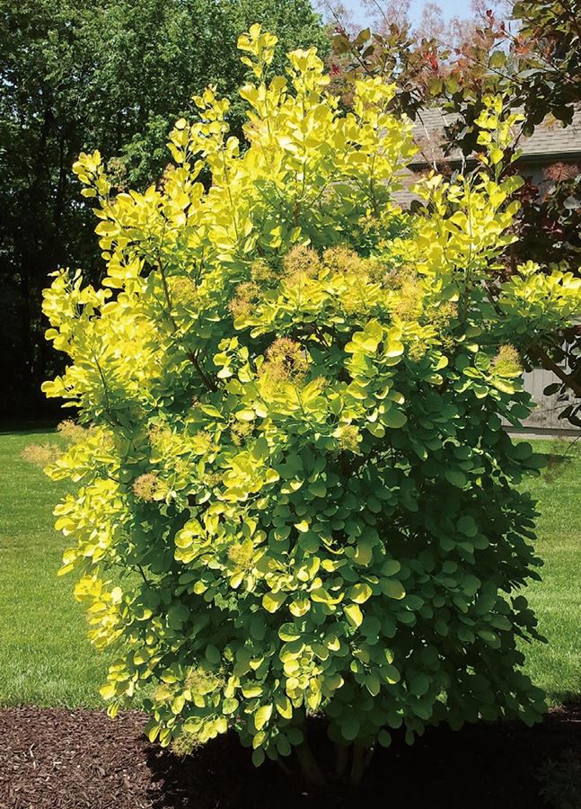 Cotinus coggygria ”Golden Spirit ” 鮮やかに輝く黄金葉品種 分類：ウルシ科 / 耐寒性落葉低木 成長草丈：200〜300cm 開花期：5〜7月 耐寒性：強い 日照：日向〜半日陰 ＜商品について＞ ライムゴールドの葉がとても珍しい品種。 春はライムグリーン、やがてライムゴールドに変化、秋には橙〜秋に紅葉し、四季折々の変化を楽しめます。 夏に咲くピンク色のけむりと優しい葉の色合いの調和も見どころ。 ＜育て方について＞ 日当たりと排水の良い所を好みます。 定植をする場合は土をくずさないように注意します。 乾燥に強く、過湿には弱いです。 鉢植えの場合は土の表面が乾いてから水を与えてください。 肥料は市販の肥料を適量与えるか、ほとんど与えなくてもよく育ちます。 剪定は落葉期の冬に行い、古枝の整理と樹形を整えます。 宿根草は多肥を嫌うものが多いですが、植え付け時やお花が終わった後に肥料を適量施すと効果的です。 宿根草の肥料としては”バイオゴールドオリジナル（天然有機肥料）900g ”が使いやすく、おすすめです。苗と同梱できます。※画像は苗のイメージです。お届けする商品ではありません。 お届けします苗は販売用のポットに入れていますので、できるだけ早めにお手持ちの植木鉢かお庭に植えつけることをお勧め致します。植え付ける際は根を痛めないようにお気をつけ下さい。鉢植えの場合の植え付け後の管理の仕方をご紹介いたしますので、参考にしてみてください。植付けの仕方や育て方、利用法などご不明な点がございましたら、お気軽にお問い合わせ下さい。 鉢植えの管理について 植え付けしたあと4〜5日は直射日光のあたらない涼しいところに置いて、毎朝水やりをしてください。その後は、日当たりのよいところに置いて、土が乾いて、葉が萎えてきたら、鉢の底から流れ出るくらい水をたっぷりあげてください。 葉の色が薄くなってきたら肥料分が少なくなってきているサインですので、肥料をあげてください。 ハーブは比較的、乾燥気味を好みますので、水のやりすぎに注意してください。 花が開いているときは、花にかからないよう根元に 花に水がかかってしまうと、花の寿命が短くなります。つぼみのまま腐ったり、灰色カビ病の原因になることもありますから。なんとなく見覚えのあるという人もいるのではないでしょうか？ 大きな葉ものは、水が根元まで届いているかな？ 葉の大きいものやよく茂っているときは、葉を伝って水が外に流れるので、株の上からかけないで、ジョウロの口をはずして根元にあげてください。 受け皿にたまった水は根腐れの原因！ 受け皿に水がたまっていると、毛細管現象で水が鉢の中にあがってきます。長時間土が湿っていると、根腐れを起こす原因になります。受け皿の水は捨ててください。 葉水は霧吹きで 乾燥を嫌う植物には、霧吹きで葉水を与えます。そうでないものでも、暖房などで部屋が乾燥していたら、霧水をしてあげて空中湿度を高めます。