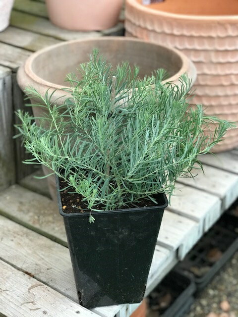 ユーカリ・ハーディーマリー ハーブ苗 7号鉢