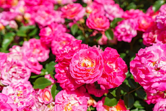 春風（大苗）7号鉢植え　バラ苗　ピンク　つるバラ 1
