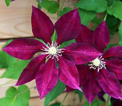 Clematis ’Hayate’ 花期：5〜10月 花径：12〜15cm 丈：2〜3m 剪定：強 フロリダ系の品種。 濃く鮮明な赤紫色、黄花芯とのコントラストが非常にすばらしい。 多花性で開花性質に優れ、丈夫で育てやすいので、初心者にも安...