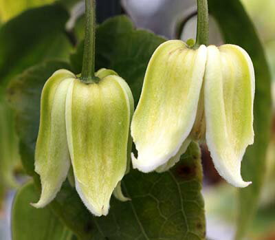 クレマチス ヘンリー（原種） 系統：コンナータ系 4.5号ポットのサムネイル