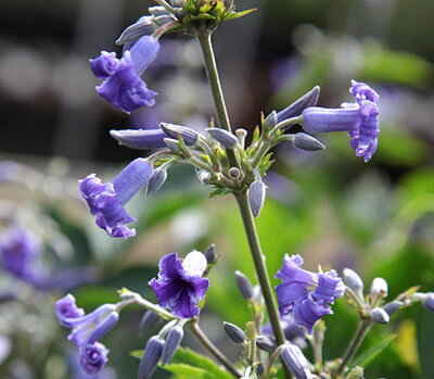 Rakuten - クレマチス '歩歩' 系統：ヘラクレイフォリア系 4.5号ロングポット