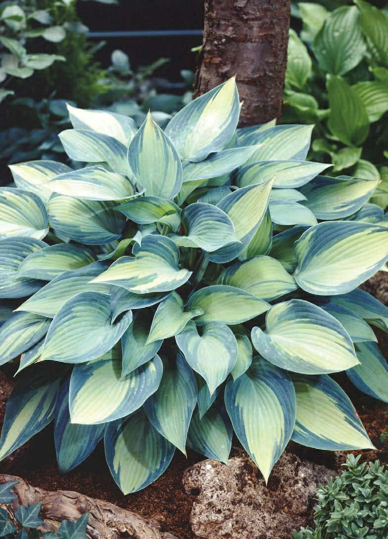 蒔蘿 - ホスタ・ジューン 宿根草 10.5cm