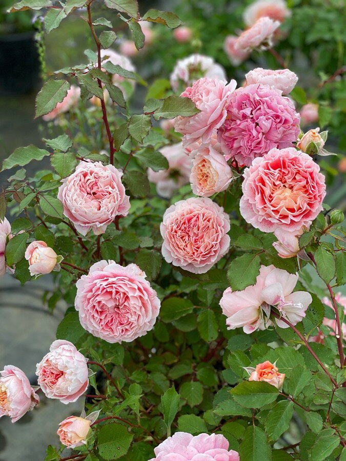 ジェフ・アーティスト（大苗予約）7号鉢植え バラ苗 返り咲き ドミニク・マサド 《契約品種》