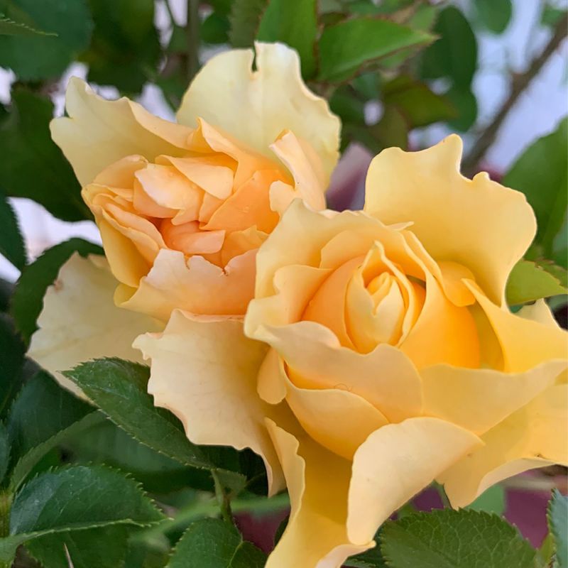 カチューシャ（大苗予約）7号鉢植え 四季咲き中輪系 F&Gローズ ネオモダンシリーズ バラ苗 《契約品種》