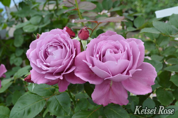 Koiiduna 花色：赤みのある紫　　香り: ★★★　 開花：四季咲き　花形：ロゼット咲 花径：10cm　花弁数：50〜60枚 樹形：半横張り性　樹高：0.8〜1.2m 特性：耐病性に優れる/耐暑性あり 病気にも強く育てやすい、大きくなりすぎない四季咲きの木立性品種です。 赤みのあるい落ち着いた紫色で、香りのよい花を初心者の方でも楽しむことができます。 花後に殺菌剤を散布する事で、より多くの花を楽しむ事ができます。 品種名は、紫色が恋ごころを表した「恋はひそかに想うもの」という意味の和歌より。 作出：2024年 京成バラ園芸 品種登録出願済（KEIFUIDUNA） ※大苗について 30〜40cmの長さに剪定した苗を、大神ファームオリジナルブレンドのバラ用土を使って植えつけた状態でのお届けです。 5月頃には綺麗なお花を咲かせるでしょう。 鉢植えで育てる場合は、一番花が終ってから一回り大き目の鉢に鉢ましをするいいでしょう 株が充実しており、鉢植えにもしていますので、初心者の方でも安心して育てられます。 ※鉢植えの画像は2月の状態のイメージです。実際にお届けするバラ苗ではありません。 植え付けには大神ファームが自信をもっておすすめできるオリジナルのバラ専用土を使用しています。直接根にあたっても問題のないタイプの元肥も適量混ぜ込んでいますので、長期間ゆっくりと肥料効果が持続しますが、追肥は必要です。 大神ファームでは”バイオゴールドセレクション薔薇（天然活性肥料）”をおすすめしてます。 バラ苗と一緒にご注文いただければ、同梱致しますので送料がお得です。 ◆バイオゴールドセレクション薔薇（天然活性肥料） ★★使い方★★ 土の上にパラパラまき、粒が溶け形が見えなくなったらふたたびまきます（目安：約1ヵ月後） 与える時期の目安は、芽が膨らみはじめる早春から生育期の間です。バラが葉を落としている冬の間は追肥はお休みします。 ●庭植え：50〜100粒／株を株元から30〜40cm離して円を描くようにばらまいて、表面の土に軽く混ぜ込むその後、水をたっぷりと与える ●鉢植え：7号鉢で約25粒　8号鉢で約30粒 お庭に植えつける場合は元肥を混ぜ込むと生育が違います！ ◆バイオゴールドクラシック元肥（天然活性肥料） ★★使い方★★ 基本は、植え付け・植え替え時に土全体と良く混ぜるだけです。 花壇や菜園など広い範囲に植えるときなど土全体と混ぜられない場合は、植え穴に入れるだけでもOK。 既に植えてある地植えの樹木・果樹・バラなどは、適期に根を切りながら穴を掘り、その土とよく混ぜ合わせてお使いください。 ●使用時期：植えつけ、植え替え時 ●庭植え：200〜500g／株を植えつける土に混ぜ込む 　植えつけ済みの場合は株のまわりに株元から30〜40cm離して円形に深さ10〜20cmの溝を掘って、良質の堆肥（牛ふんや腐葉土）及び土と混ぜ、水をたっぷりと与える ●鉢植え：植えつける土に混ぜ込み、植えつけ後たっぷりと水を与える。量は8号鉢で100g 【大神ファームオリジナルのバラ専用土】 赤玉土と鹿沼土をベースにピートモスやココチップ、くん炭などの植物性堆肥の他、動物性堆肥（完熟馬糞）を加えています。保水性・保肥力・排水性などバラの生育にとって大切な要素を十分に考えぬいた配合です。また、天然鉱物であるゼオライトを適量混ぜ込むことで肥料の流亡を防ぎ、窒素、リン、カリウムなどの栄養分を吸着し保肥力を高めています。 ※バラ苗は一箱に4本まで入りますので4本ごとのご注文がお得です。 条件付き送料半額!! 一配送につき4の倍数の本数（品種はバラバラでもOK）でのお買い上げ頂いた場合 ※お届け先が複数の場合やお届け時期が異なる商品をお申込みいただいた場合は対象外です。 ※1～2月のお届けの場合に限ります。 *3月以降のお届けの場合 3月～11月は樹高が高くなり、箱のサイズが大きくなりますので、2本毎でのお届けに変更となります。 4本単位でご注文頂いた場合の送料半額サービスは適用されませんので、ご了承ください。フロリバンダローズ（四季咲き中輪房咲き種） Floribunda Roses 四季咲きで中輪、房咲きの木立性バラです。ハイブリッドティーローズ（四季咲き大輪）とポリアンサ（四季咲き小輪）の交雑により生まれました。色の多彩さと、花の多さで、ヨーロッパでは庭植えバラの主流となっています。