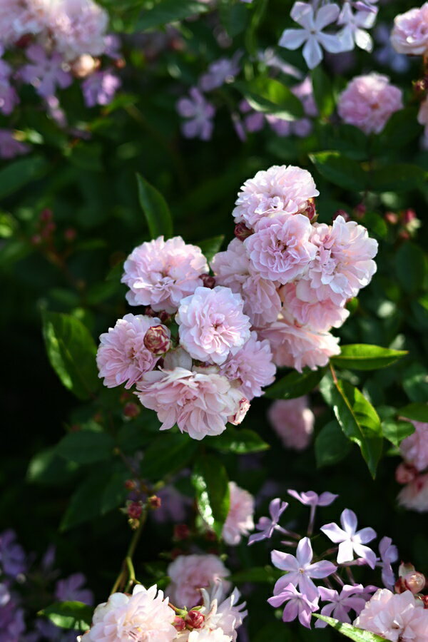 こんぺいとう（新苗）7号鉢植え　四季咲き　河本バラ園　Kawamoto Brand Roses バラ苗　《種苗登録出願中》