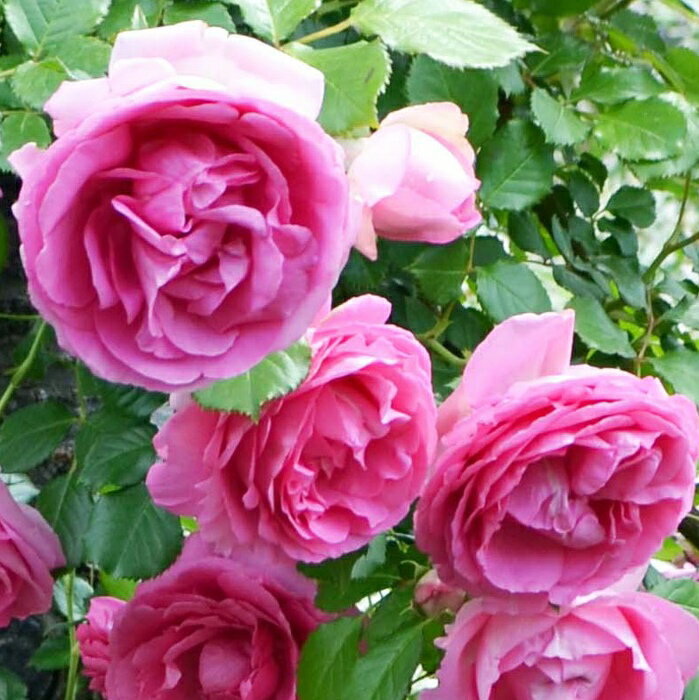 ルポール・ロマンティーク（大苗）7号鉢植え つるバラ　河合伸志　バラ苗　《契約品種》のサムネイル