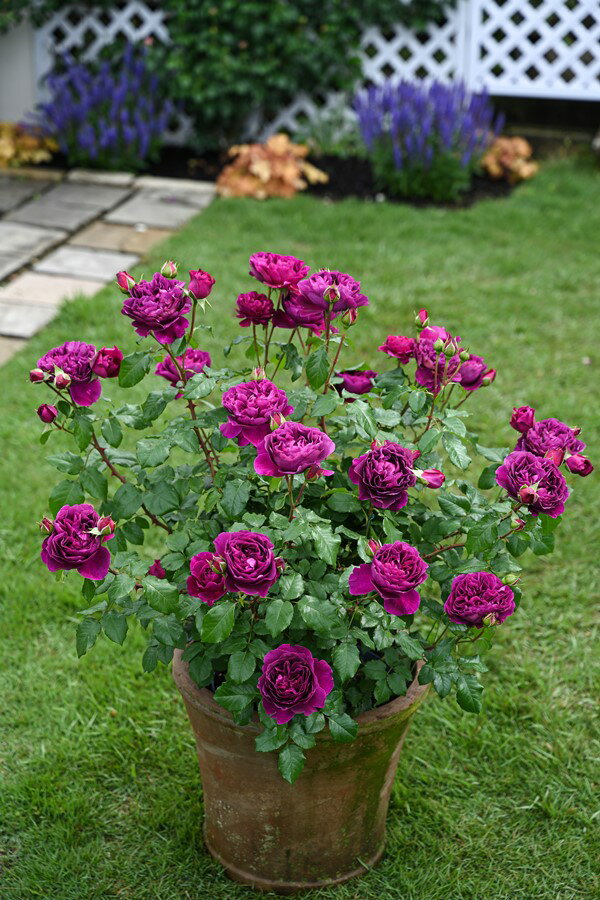 ル・タン・デ・スリーズ（大苗予約）7号鉢植え デルバール（Delbard） フレンチローズ 四季咲き バラ苗 《種苗登録出願中》