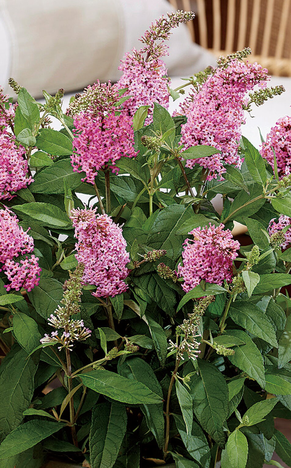 Buddleja davidii Butterfly Candy "Little Pink" コンパクトにまとまり花付きも抜群、甘い香りも魅力的。 甘い香りで蝶や蜂を呼び寄せるバタフライキャンディーシリーズ。 樹高、株幅ともに80cm程のコンパクトなサイズで小さなお庭や鉢植えに最適。 分枝性抜群で多くの花を咲かせ、自然と丸みを帯びた樹形にまとまります。 分類：フジウツギ科 / 耐寒性落葉低木 開花期：6月〜10月 成長草丈：約80cm 耐寒性：強 日照：日向 【場所】日あたりと水はけのよいところを好みます。 宿根草は多肥を嫌うものが多いですが、植え付け時やお花が終わった後に肥料を適量施すと効果的です。 宿根草の肥料としては”バイオゴールドオリジナル（天然有機肥料）900g ”が使いやすく、おすすめです。苗と同梱できます。※画像は苗のイメージです。お届けする商品ではありません。 お届けします苗は販売用のポットに入れていますので、できるだけ早めにお手持ちの植木鉢かお庭に植えつけることをお勧め致します。植え付ける際は根を痛めないようにお気をつけ下さい。鉢植えの場合の植え付け後の管理の仕方をご紹介いたしますので、参考にしてみてください。植付けの仕方や育て方、利用法などご不明な点がございましたら、お気軽にお問い合わせ下さい。 鉢植えの管理について 植え付けしたあと4〜5日は直射日光のあたらない涼しいところに置いて、毎朝水やりをしてください。その後は、日当たりのよいところに置いて、土が乾いて、葉が萎えてきたら、鉢の底から流れ出るくらい水をたっぷりあげてください。 葉の色が薄くなってきたら肥料分が少なくなってきているサインですので、肥料をあげてください。 ハーブは比較的、乾燥気味を好みますので、水のやりすぎに注意してください。 花が開いているときは、花にかからないよう根元に 花に水がかかってしまうと、花の寿命が短くなります。つぼみのまま腐ったり、灰色カビ病の原因になることもありますから。なんとなく見覚えのあるという人もいるのではないでしょうか？ 大きな葉ものは、水が根元まで届いているかな？ 葉の大きいものやよく茂っているときは、葉を伝って水が外に流れるので、株の上からかけないで、ジョウロの口をはずして根元にあげてください。 受け皿にたまった水は根腐れの原因！ 受け皿に水がたまっていると、毛細管現象で水が鉢の中にあがってきます。長時間土が湿っていると、根腐れを起こす原因になります。受け皿の水は捨ててください。 葉水は霧吹きで 乾燥を嫌う植物には、霧吹きで葉水を与えます。そうでないものでも、暖房などで部屋が乾燥していたら、霧水をしてあげて空中湿度を高めます。