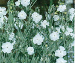 リクニス ‘コロナリア アルバ ’ 宿根草