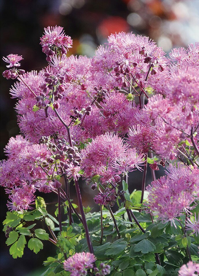 Thalictrum aquilegifolium ‘My Little Favourite’ シックな黒茎とまとまりやすい草丈が魅力。 分類：キンポウゲ科/耐寒性宿根草 開花期：5月〜6月 成長草丈：50〜60cm 株幅：50〜60cm カラマツソウの最新希少品種。 シックな黒軸に、従来種に比べ非常にコンパクトにまとまる矮性種。 桃色の小花が広がるように咲き、黒い花茎と相まって美しい様相を演出します。 宿根草は多肥を嫌うものが多いですが、植え付け時やお花が終わった後に肥料を適量施すと効果的です。 宿根草の肥料としては”バイオゴールドオリジナル（天然有機肥料）900g ”が使いやすく、おすすめです。苗と同梱できます。※画像は苗のイメージです。お届けする商品ではありません。 お届けします苗は販売用のポットに入れていますので、できるだけ早めにお手持ちの植木鉢かお庭に植えつけることをお勧め致します。植え付ける際は根を痛めないようにお気をつけ下さい。鉢植えの場合の植え付け後の管理の仕方をご紹介いたしますので、参考にしてみてください。植付けの仕方や育て方、利用法などご不明な点がございましたら、お気軽にお問い合わせ下さい。 鉢植えの管理について 植え付けしたあと4〜5日は直射日光のあたらない涼しいところに置いて、毎朝水やりをしてください。その後は、日当たりのよいところに置いて、土が乾いて、葉が萎えてきたら、鉢の底から流れ出るくらい水をたっぷりあげてください。 葉の色が薄くなってきたら肥料分が少なくなってきているサインですので、肥料をあげてください。 ハーブは比較的、乾燥気味を好みますので、水のやりすぎに注意してください。 花が開いているときは、花にかからないよう根元に 花に水がかかってしまうと、花の寿命が短くなります。つぼみのまま腐ったり、灰色カビ病の原因になることもありますから。なんとなく見覚えのあるという人もいるのではないでしょうか？ 大きな葉ものは、水が根元まで届いているかな？ 葉の大きいものやよく茂っているときは、葉を伝って水が外に流れるので、株の上からかけないで、ジョウロの口をはずして根元にあげてください。 受け皿にたまった水は根腐れの原因！ 受け皿に水がたまっていると、毛細管現象で水が鉢の中にあがってきます。長時間土が湿っていると、根腐れを起こす原因になります。受け皿の水は捨ててください。 葉水は霧吹きで 乾燥を嫌う植物には、霧吹きで葉水を与えます。そうでないものでも、暖房などで部屋が乾燥していたら、霧水をしてあげて空中湿度を高めます。