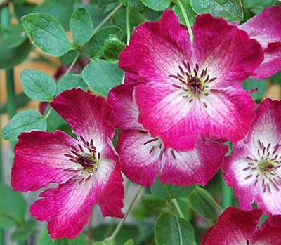 Clematis 'Maria Rouge' 花期：5〜10月 花径：4〜6cm 丈：1.5〜2.5m フロリダ系の品種。 及川フラグリーンのオリジナル。 「クレマスター・セレクション」シリーズ、2019年発表の品種。 丸弁でカップ形に咲く可愛い花は、鮮明な赤色。 中心部がふわっと白く抜け、赤と白のコントラストが目を引く。 そのコントラストが醸し出す存在感は抜群。 小輪とは言え、フォーカル・ポイントをつくれ、遠くからでもその魅力に気づく。 濃い色の花芯とのバランスも雰囲気がいい。 また、葉が小さくかわいいので、旺盛に茂っても、 その姿は重たくならず、フワフワ舞うように咲く花と相まって、 浮遊感がある咲き姿になる。 枝を伸ばしながら、節々に花を咲かせる多花性。 鉢植えにも向くし、庭植えで枝をおおらかに誘引して、 オベリスクやフェンスなどに絡めても楽しい。 PVP：種苗法に基づく農林水産省登録品種です。 登録者（権利者）の許諾のない増殖、譲渡、販売は禁止されています。 また、海外への持ち出しも禁止されています。 なお、苗の転売、挿木用の切り枝の販売も行うことはできません。 ご注意ください。 農林水産省種苗登録出願番号：第30115号 返り咲き性が強いので、花後に剪定と追肥を行うと、 二番花が楽しめます。 ただし、株の充実具合と育てる環境によります。 《剪定》 春先：丸く膨らんている芽を残し、動きのない部分を取り除くように剪定 （枯れ枝が整理され、新しい枝の伸び姿が綺麗にみえる） 花後：花が終わったらできるだけすぐに、株全体の半分くらいの位置で剪定 （二番花が咲きやすくなり、葉枯れが目立ちにくくなる） 【フロリダ系】 ほどよい大きさの中〜大輪で、落ち着いた色合いが人気です。 枝の節々に花を咲かせる多花性で、開花期間が長いのも特徴です。 庭植えにも、鉢植えにも使いやすく、バラとの組み合わせも楽しめます。 寒冷地での戸外越冬が難しい種類もあるので注意。 利用法：鉢植え、庭植え 耐寒性：強 耐暑性：強 クレマチスの肥料としては”バイオゴールドオリジナル（天然有機肥料）900g”が使いやすく、おすすめです。クレマチスと同梱できます。 クレマチスは一箱に9本まで入ります。2本以上でのお申し込みがお得です。◆クレマチスの楽しみ方◆ 《鉢植えの場合》 鉢は深いものにしましょう。 クレマチスの根は、縦に深く伸びる性質があり、また植え付けの時に深植えにするので鉢は深めのものがおすすめです。1〜2節深植えにするのがポイントです。植え替えは1〜2回り大きいものにし、最終的には8〜10号（直径24〜30cm）までがいいでしょう。 土は市販のものが便利です。 培養土はクレマチス専用土が便利です。草花用の土でも大丈夫です。 水やりは乾いたらたっぷり与えましょう 鉢栽培では乾いたらたっぷりが基本です。クレマチスは特に水を欲しがります。鉢底から流れ出るくらいたっぷり与えるといいでしょう。開花直前に水を切らすときれいに咲かないので注意しましょう。受け皿は根腐れの原因になるのでお勧めできません。 クレマチスは肥料が大好きです。 クレマチスを綺麗に咲かせるためには肥料が欠かせません。特に二番花、三番花を咲かせるときは肥料を十分に施します。切って咲かせるタイプ（新枝咲き・新旧両枝咲き）は12〜1月に元肥を施し、10月くらいまで2ヶ月に一度施すといいでしょう。伸ばして咲かせるタイプ（旧枝咲き）は12〜1月に元肥を施し、花後にお礼肥を与えるといいでしょう。 《お庭で楽しむ場合》 庭植えにするとクレマチス本来のパフォーマンスを発揮します。お庭がある方には庭植えがおすすめです。ただし、移植は嫌うので植え付け場所は慎重に選びましょう。 クレマチスは日当たり、風通し、水はけのよい場所を好みます。ただ、株元に光が当たるのは苦手です。その場合は株元に根が浅く広がるような草花を植え付けたりするといいでしょう。 庭植えする苗は三年生苗か開花株がおすすめです。2〜3節深植えするのがポイントです。 植え付け適期は11月から3月です。 特に11〜12月の植え付けが、根が張りやすくおすすめです。 真冬は避けた方がいいでしょう。 植え付け方 1.植穴は直径40〜50cm。根が深く伸びるので、できれば深さ50cmほど掘るといいでしょう。 2.堀上げた土に、堀上げた土の3割程度の堆肥（完熟腐葉土や牛糞）と元肥を適量加えよく混ぜ合わせます。 3.2の土の1/3程度を埋め戻し、穴の中の土の中央を高くします。 4.植え付ける根の状態を確認し、根の全体を広げるように丁寧にほぐします。茎と根の付け根付近は折れやすいので気を付けましょう。 5.根を広げ2〜3節深植えになるように植え付けます。 6.最後につるを同一方向の斜め上に誘引して結束します。