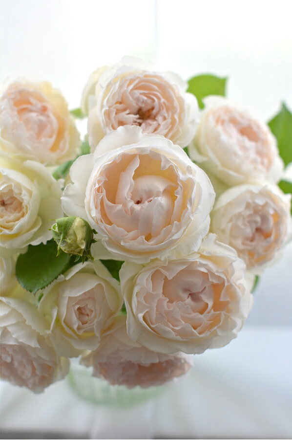 ミエル・ドゥ・フォレ（大苗予約）7号鉢植え 河本バラ園 Kawamoto Brand Roses 四季咲き バラ苗 《農林水産省 品種登録出願中》