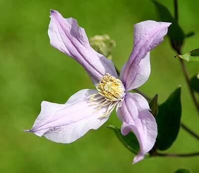 クレマチス 'ミルキー・ウェイ' 系統：インテグリフォリア系 12cmポット