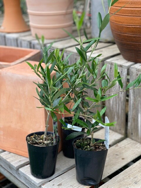Olive ‘Arbechina' オリーブ ‘アルベルキーナ’ 形態：耐寒性常緑高木 科名：モクセイ科 樹高：庭植えで5〜10m 用途：鉢植え、庭植え 原産国：スペイン お届け時の高さ：30〜40cm 樹形や風に揺れる葉が美しい人気の常緑樹。 シンボルツリーにも最適です。 スペイン産の大変珍しいオリーブ品種。 コンパクトな葉が密に育ち、果実も小型です。 発芽性もよく、刈込むと密な樹形になります。 ハーブ苗・宿根草の肥料としては”バイオゴールドオリジナル（天然有機肥料）900g”が使いやすく、おすすめです。ハーブ苗・宿根草と同梱できます。※画像は苗のイメージです。お届けする商品ではありません。 お届けします苗は販売用のポット（直径10.5cm）に入れていますので、できるだけ早めにお手持ちの植木鉢かお庭に植えつけることをお勧め致します。植え付ける際は根を痛めないようにお気をつけ下さい。鉢植えの場合の植え付け後の管理の仕方をご紹介いたしますので、参考にしてみてください。植付けの仕方や育て方、利用法などご不明な点がございましたら、お気軽にお問い合わせ下さい。 鉢植えの管理について 植え付けしたあと4〜5日は直射日光のあたらない涼しいところに置いて、毎朝水やりをしてください。その後は、日当たりのよいところに置いて、土が乾いて、葉が萎えてきたら、鉢の底から流れ出るくらい水をたっぷりあげてください。 葉の色が薄くなってきたら肥料分が少なくなってきているサインですので、肥料をあげてください。 ハーブは比較的、乾燥気味を好みますので、水のやりすぎに注意してください。 花が開いているときは、花にかからないよう根元に 花に水がかかってしまうと、花の寿命が短くなります。つぼみのまま腐ったり、灰色カビ病の原因になることもありますから。なんとなく見覚えのあるという人もいるのではないでしょうか？ 大きな葉ものは、水が根元まで届いているかな？ 葉の大きいものやよく茂っているときは、葉を伝って水が外に流れるので、株の上からかけないで、ジョウロの口をはずして根元にあげてください。 受け皿にたまった水は根腐れの原因！ 受け皿に水がたまっていると、毛細管現象で水が鉢の中にあがってきます。長時間土が湿っていると、根腐れを起こす原因になります。受け皿の水は捨ててください。 葉水は霧吹きで 乾燥を嫌う植物には、霧吹きで葉水を与えます。そうでないものでも、暖房などで部屋が乾燥していたら、霧水をしてあげて空中湿度を高めます。