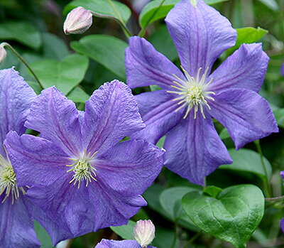 クレマチス'ペルル・ダジュール'系...