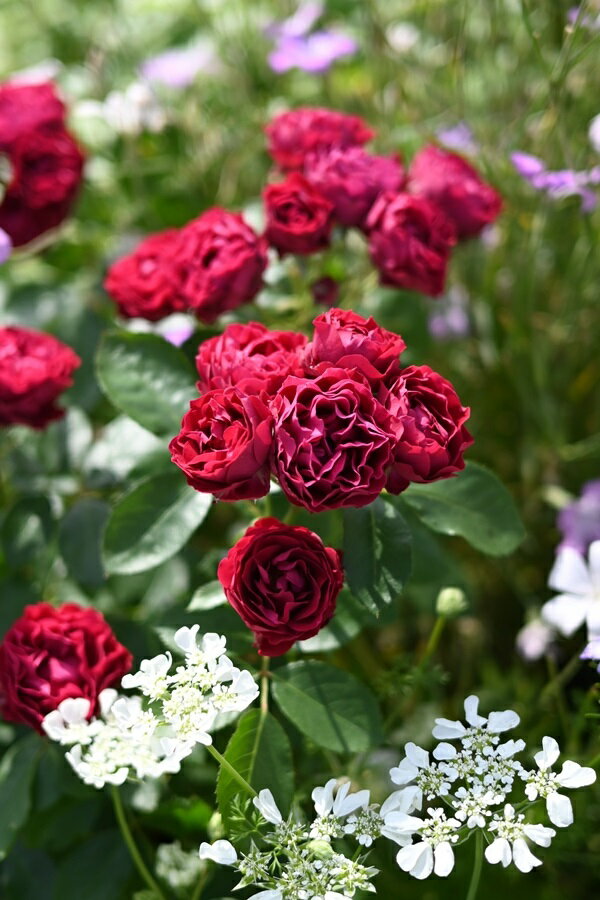 ポム（大苗予約）7号鉢植え 四季咲き中輪房咲き系（フロリバンダローズ）スプレー咲き 河本バラ園 Kawamoto Brand Roses バラ苗 《種苗登録出願中》