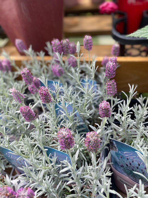 Lavandula hybrid　"Ghostly Princess"　 科名：ラヴァンドラ属シソ科/多年草 花期：5月〜6月 草丈：50〜70cm 耐寒性：中（凍らせない程度） 日照：日向・半日向 用途：庭植え、寄せ植え、切り花 ＜商品について＞ フレンチ系ラベンダーで発色の良いホワイトシルバーリーフが魅力です。 コンパクトタイプで、株立ちのまとまりが良く、冴えわたる葉色。 大きなラビットイヤータイプの花姿がとてもキュートです。 寄せ植え花材としても非常に魅力を発揮します。 耐暑性と耐寒性にも優れるのがフレンチ系ラベンダーの良さです。 ＜育て方について＞ 水やりは土の表面が乾いてからたっぷりと与えるようにしましょう。 宿根草は多肥を嫌うものが多いですが、植え付け時やお花が終わった後に肥料を適量施すと効果的です。 宿根草の肥料としては”バイオゴールドオリジナル（天然有機肥料）900g ”が使いやすく、おすすめです。苗と同梱できます。※画像は苗のイメージです。お届けする商品ではありません。 お届けします苗は販売用のポットに入れていますので、できるだけ早めにお手持ちの植木鉢かお庭に植えつけることをお勧め致します。植え付ける際は根を痛めないようにお気をつけ下さい。鉢植えの場合の植え付け後の管理の仕方をご紹介いたしますので、参考にしてみてください。植付けの仕方や育て方、利用法などご不明な点がございましたら、お気軽にお問い合わせ下さい。 鉢植えの管理について 植え付けしたあと4〜5日は直射日光のあたらない涼しいところに置いて、毎朝水やりをしてください。その後は、日当たりのよいところに置いて、土が乾いて、葉が萎えてきたら、鉢の底から流れ出るくらい水をたっぷりあげてください。 葉の色が薄くなってきたら肥料分が少なくなってきているサインですので、肥料をあげてください。 ハーブは比較的、乾燥気味を好みますので、水のやりすぎに注意してください。 花が開いているときは、花にかからないよう根元に 花に水がかかってしまうと、花の寿命が短くなります。つぼみのまま腐ったり、灰色カビ病の原因になることもありますから。なんとなく見覚えのあるという人もいるのではないでしょうか？ 大きな葉ものは、水が根元まで届いているかな？ 葉の大きいものやよく茂っているときは、葉を伝って水が外に流れるので、株の上からかけないで、ジョウロの口をはずして根元にあげてください。 受け皿にたまった水は根腐れの原因！ 受け皿に水がたまっていると、毛細管現象で水が鉢の中にあがってきます。長時間土が湿っていると、根腐れを起こす原因になります。受け皿の水は捨ててください。 葉水は霧吹きで 乾燥を嫌う植物には、霧吹きで葉水を与えます。そうでないものでも、暖房などで部屋が乾燥していたら、霧水をしてあげて空中湿度を高めます。