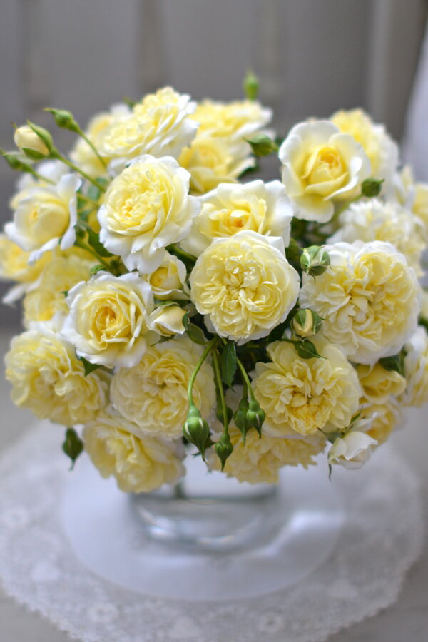 プリュネル（大苗予約）7号鉢植え 河本バラ園 Kawamoto Brand Roses 繰り返し咲き バラ苗 《農林水産省 品種登録出願中》