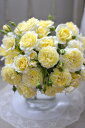 プリュネル(新苗)7号鉢植え 河本バラ園 Kawamoto Brand Roses 繰り返し咲き バラ苗 《農林水産省 品種登録出願中》
