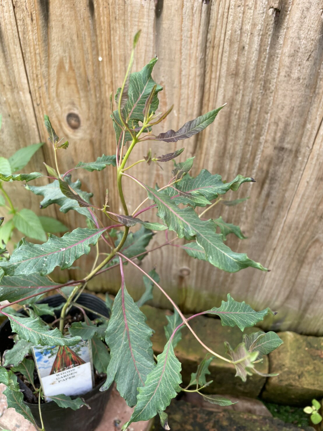 ユーカリ・レインボー ハーブ苗 12cmポットのサムネイル