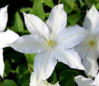 クレマチス ’ロコーコラ’ 系統：ジャックマニー系 12cmポット