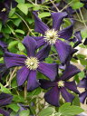 CLEMATIS 'Romantika' 形態：耐寒性つる性宿根草 科名：キンポウゲ科 草丈：200〜250cm 開花期：6〜9月 花径：10〜15cm 剪定：強剪定 中輪多花性品種のクレマチス。 ベルベット質で黒に近い濃い紫色の花色で、黄色の花芯とのコントラストが魅力的。 その色合いからとても人気があり、樹勢も強く育てやすいです。 5月下旬から新梢を伸ばしながら節々に花をつけます。 四季咲き性で花持ちも良く、フェンスやアーチに向きます。 クレマチスの肥料としては”バイオゴールドオリジナル（天然有機肥料）900g”が使いやすく、おすすめです。クレマチスと同梱できます。 ※商品代金には送料1,600円（税別）が含まれています。 クレマチスは一箱に9本まで入ります。クレマチスを2本お買い上げいただいた場合は送料を差し引いた金額に変更し、改めて再計算した確認メールを送ります。鉢植えの管理について 植え付けしたあと4〜5日は直射日光のあたらない涼しいところに置いて、毎朝水やりをしてください。その後は、日当たりのよいところに置いて、土が乾いて、葉が萎えてきたら、鉢の底から流れ出るくらい水をたっぷりあげてください。 葉の色が薄くなってきたら肥料分が少なくなってきているサインですので、肥料をあげてください。 ハーブは比較的、乾燥気味を好みますので、水のやりすぎに注意してください。 花が開いているときは、花にかからないよう根元に 花に水がかかってしまうと、花の寿命が短くなります。つぼみのまま腐ったり、灰色カビ病の原因になることもありますから。なんとなく見覚えのあるという人もいるのではないでしょうか？ 大きな葉ものは、水が根元まで届いているかな？ 葉の大きいものやよく茂っているときは、葉を伝って水が外に流れるので、株の上からかけないで、ジョウロの口をはずして根元にあげてください。 受け皿にたまった水は根腐れの原因！ 受け皿に水がたまっていると、毛細管現象で水が鉢の中にあがってきます。長時間土が湿っていると、根腐れを起こす原因になります。受け皿の水は捨ててください。 葉水は霧吹きで 乾燥を嫌う植物には、霧吹きで葉水を与えます。そうでないものでも、暖房などで部屋が乾燥していたら、霧水をしてあげて空中湿度を高めます。