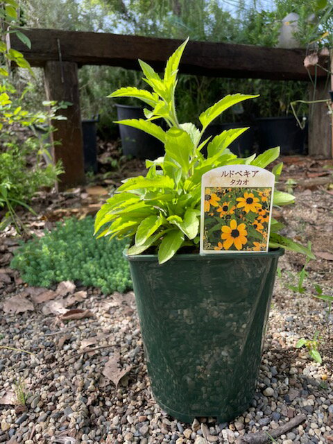 ルドベキア・タカオ 　宿根草　6号鉢のサムネイル