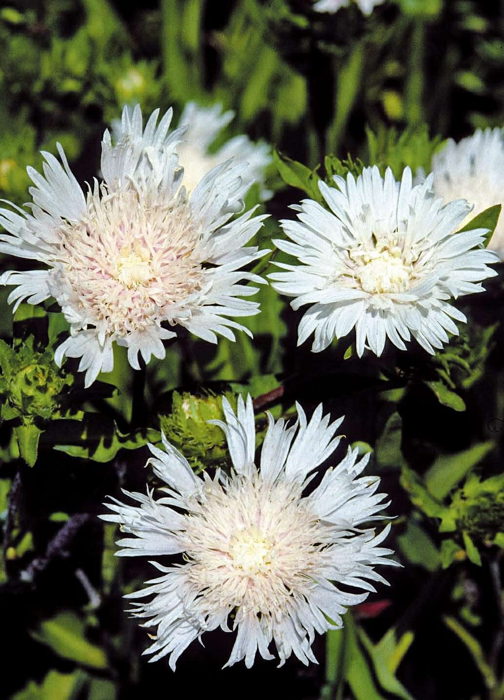 ストケシア・ホワイトスター 　宿根草　10.5cmポットのサムネイル